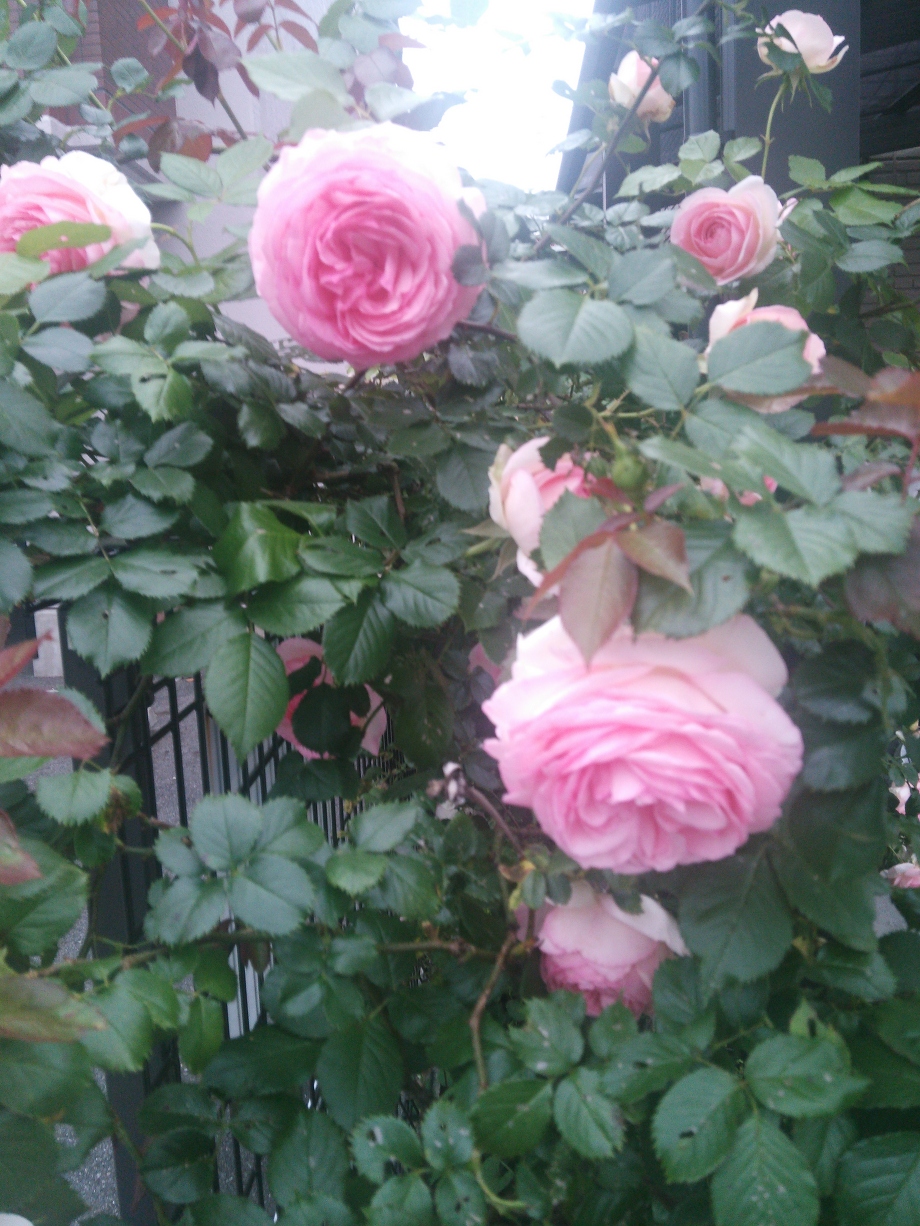 バラの季節になりました