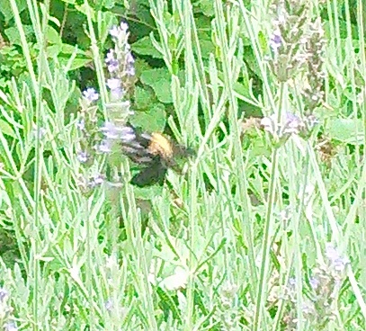 ラベンダーに誘われて